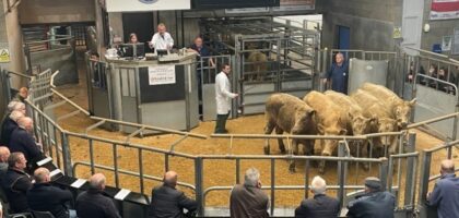 Thainstone Weekly Sale of Store Cattle