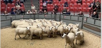 Thainstone Weekly Sale of Breeding Sheep and Store Lambs