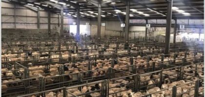 Thainstone Weekly Sale of Prime Sheep and Feeding Sheep